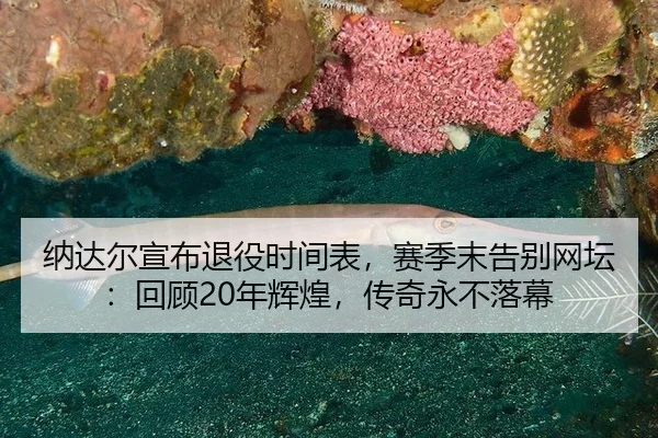 纳达尔宣布退役时间表，赛季末告别网坛：回顾20年辉煌，传奇永不落幕